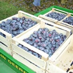 Le verger des frères Frumholtz