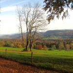 Allée des Hêtres
