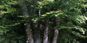 Les 7 frères