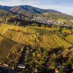 Le vignoble de la Cote 425
