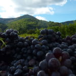 Vins Eber