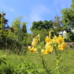 Jardin Botanique du Col de Saverne