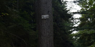 Pin weymout