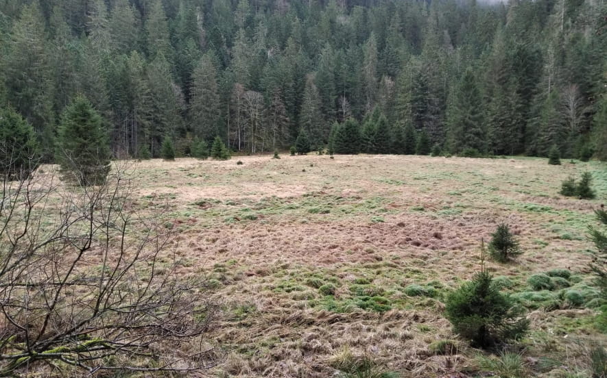 Tourbière Squainfaing