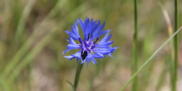 Balades & Botanique – Sorties natures
