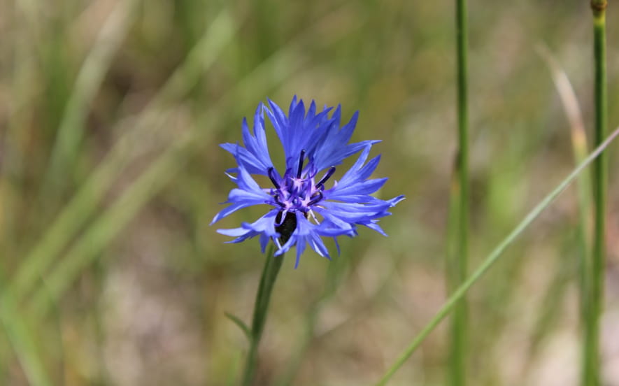 Balades & Botanique – Sorties natures