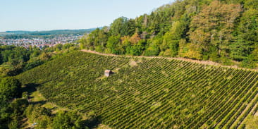 Le vignoble de Vieux-Thann