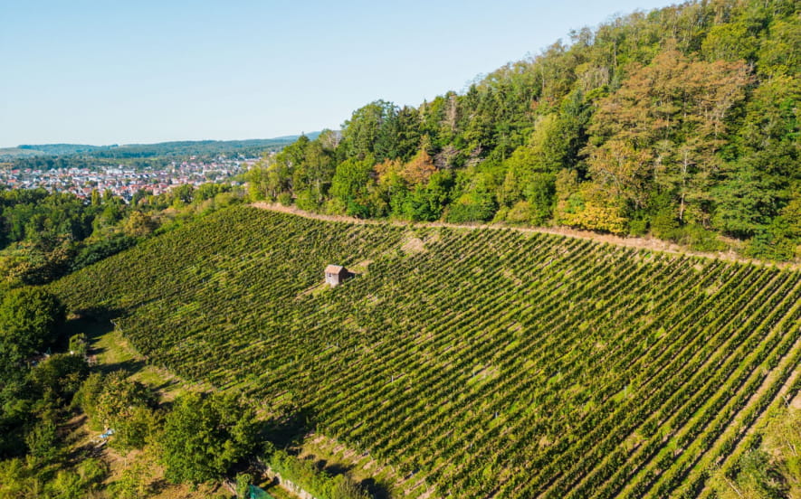 Le vignoble de Vieux-Thann