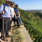 Le vignoble du Rangen
