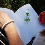 Sortie découverte des plantes sauvages