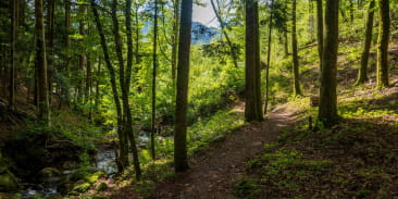 Sentier de la scierie