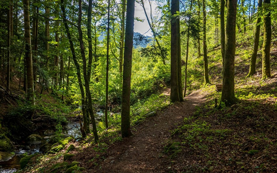 Sentier de la scierie