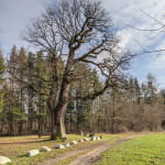 Gros chêne Sondersdorf