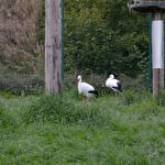 Enclos à cigognes