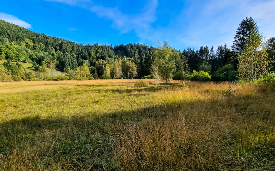 La tourbière du Grand Etang