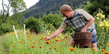 Ferme aux herbes - plantes aromatiques et medicinales