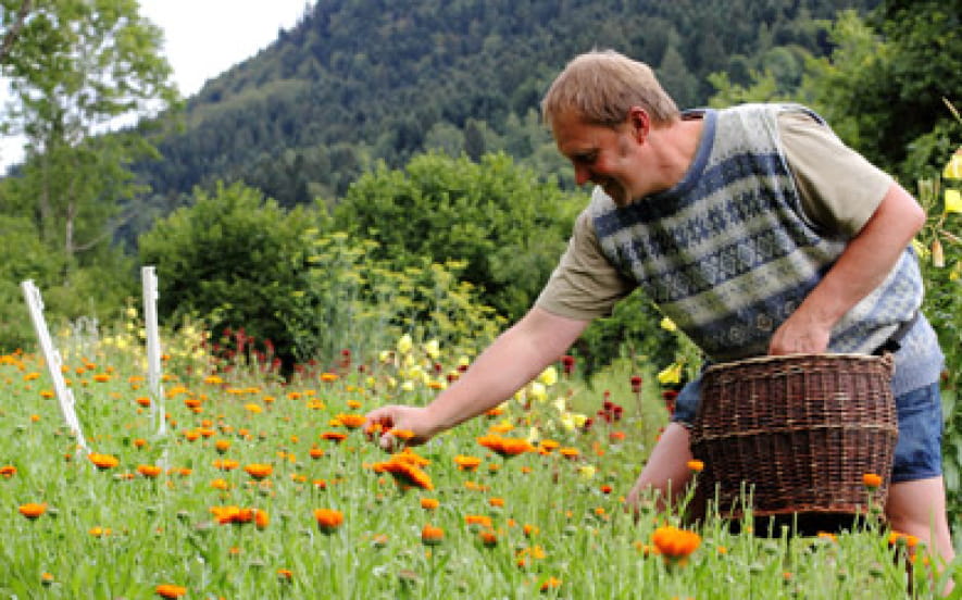 Ferme aux herbes - plantes aromatiques et medicinales