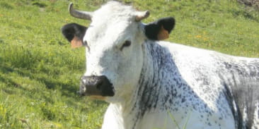 La Ferme de l'Estive