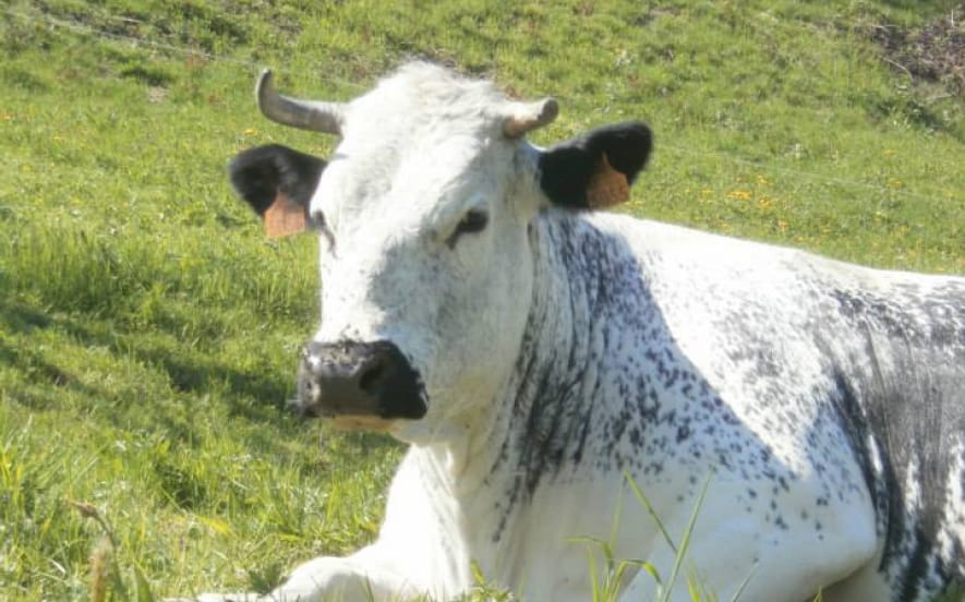La Ferme de l'Estive