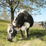 La Ferme de l'Estive