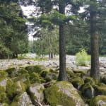 Champ de roches