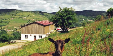 Chèvrerie du brabant