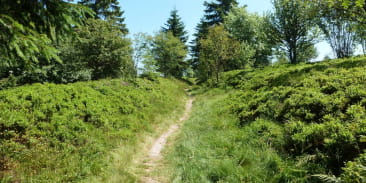 Circuit rando CDF07 : Les Myrtilles