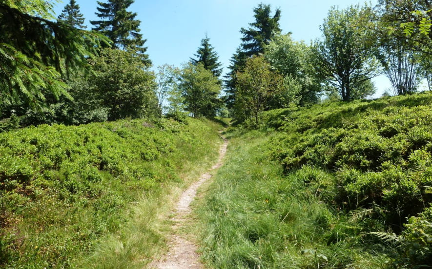 Circuit rando CDF07 : Les Myrtilles