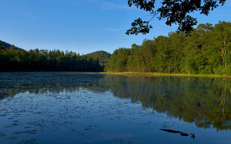 Réserve naturelle de l'étang de Lieschbach