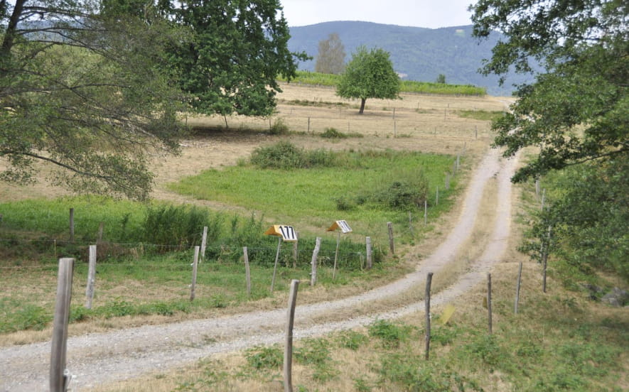 Sentier poussette - Les prairies de Neuve-Eglise
