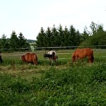 Centre d'équicie Ponytoi
