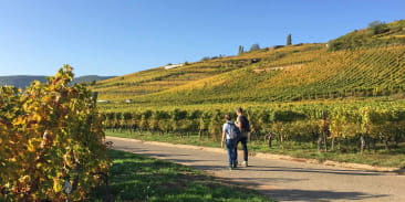 Randonnée vignes et vins