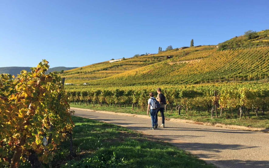 Randonnée vignes et vins