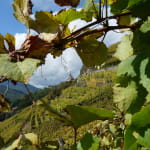 Le vignoble du Rangen