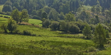 Circuit rando C28 : Les cerisiers de Fouday