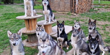 Cani-rando L'Arche Sibérienne