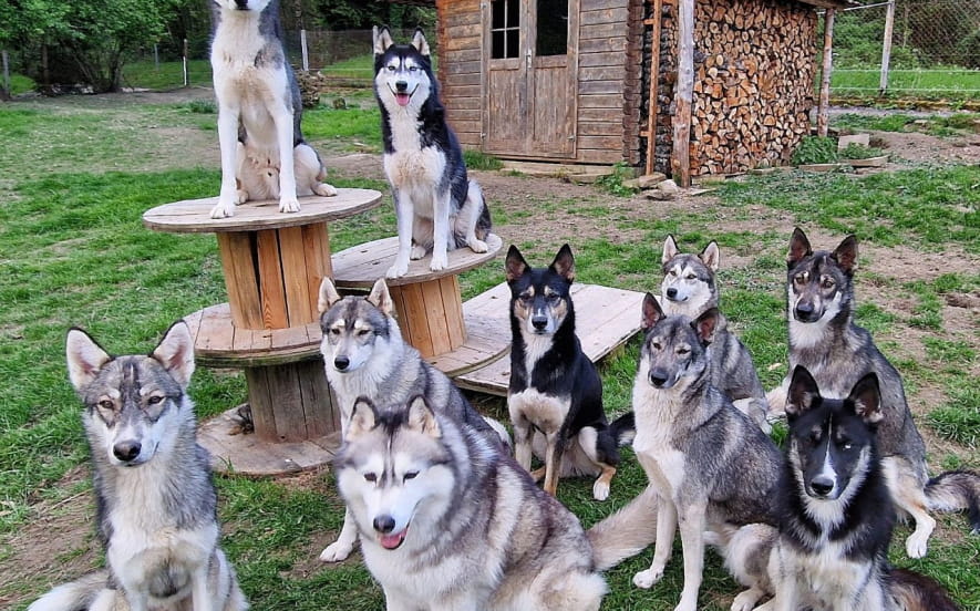 Cani-rando L'Arche Sibérienne