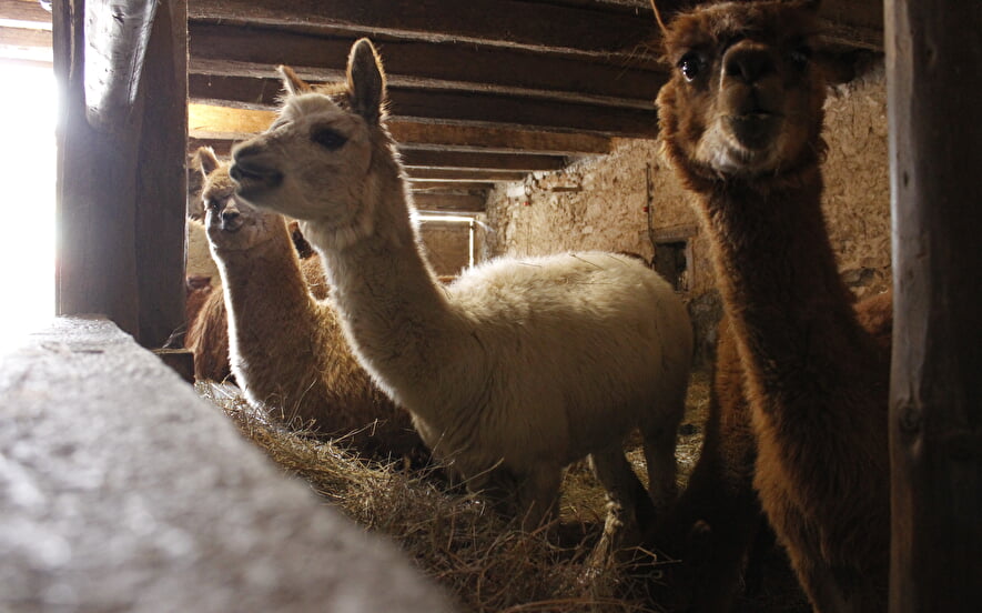 Ferme pédagogique de l'Altiplano
