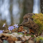 Expo photo - Paréidolies, l'art caché de la nature