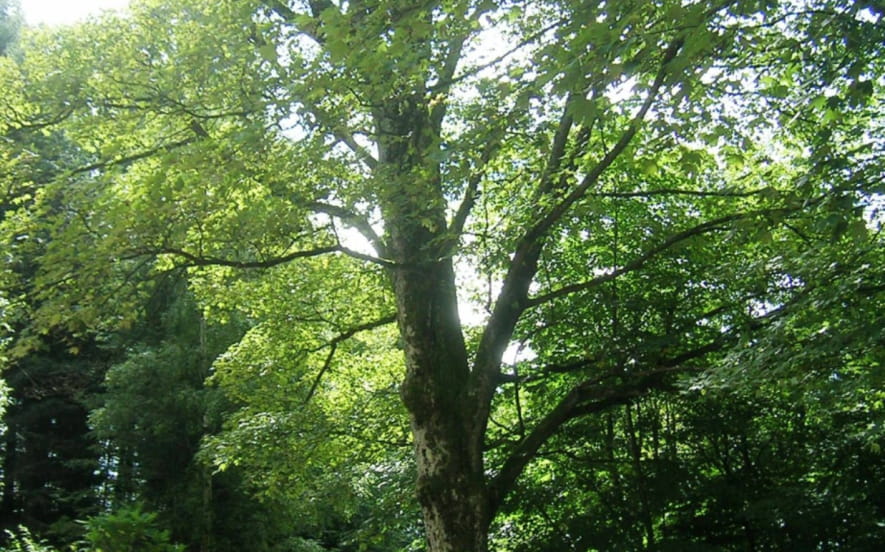 Érable sycomore