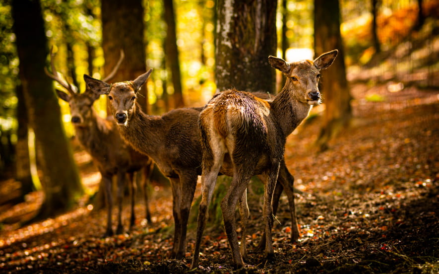Parc Animalier de Fougerolles-Saint-Valbert