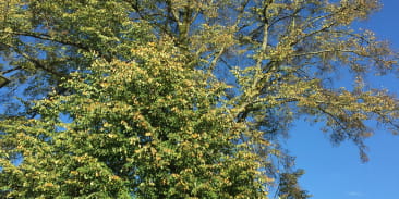 Tilleul à grandes feuilles