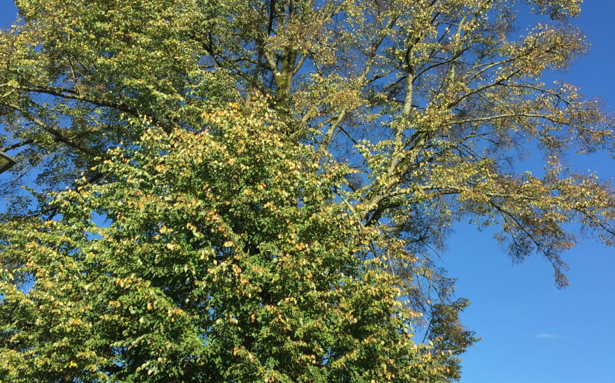 Tilleul à grandes feuilles