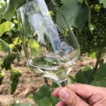 Randonnée vignes et vins