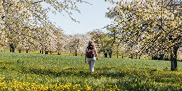 Les cerisiers en fleurs à Fougerolles