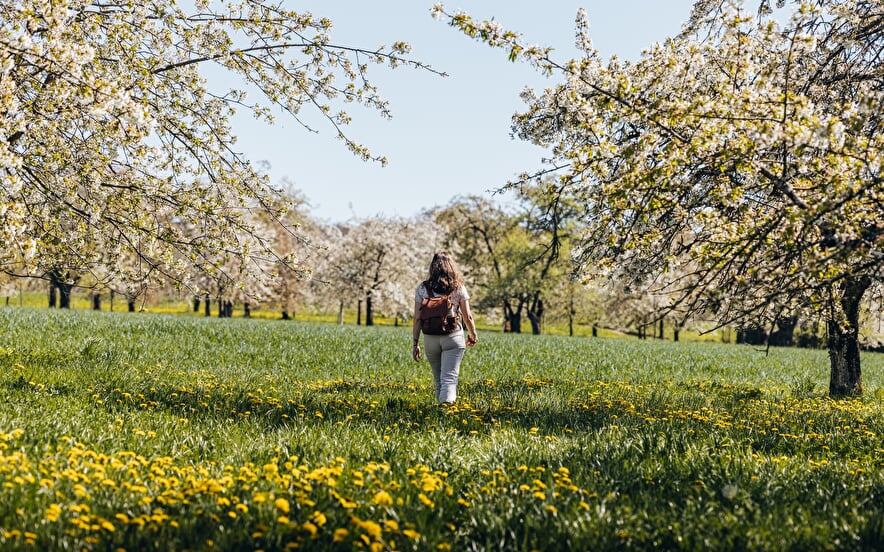 Les cerisiers en fleurs à Fougerolles