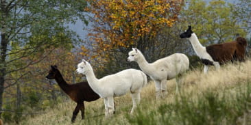 La montagne des lamas et alpagas