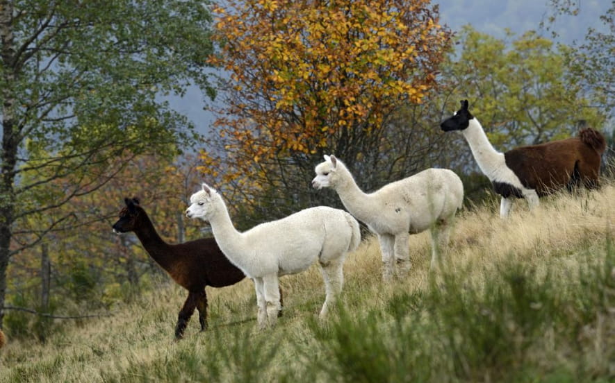 La montagne des lamas et alpagas