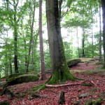 Camp Celtique