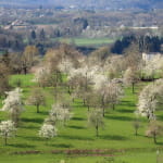 Point de vue sur les vergers à Blanzey